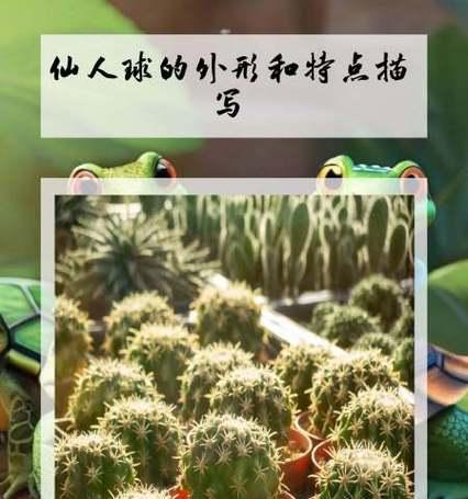 新收仙人球的正确栽培方法是什么？