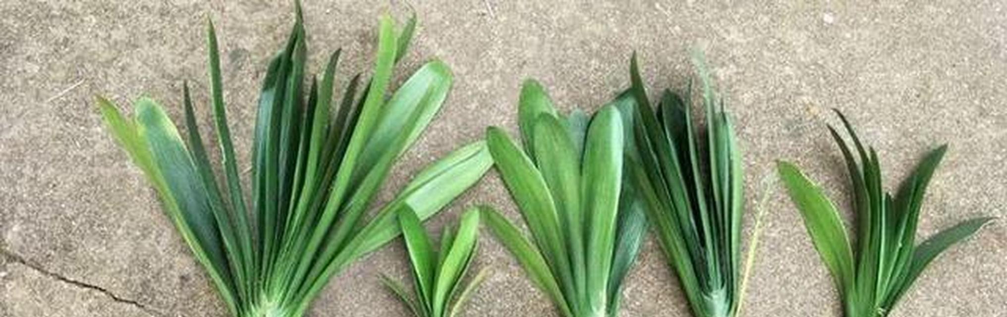 种植君子兰怎么自调土壤？自调土壤的步骤是什么？