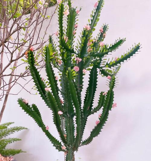 嫁接仙人掌成品的后续养护方法是什么？如何处理可能出现的问题？