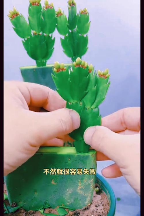 嫁接仙人掌成品的后续养护方法是什么？如何处理可能出现的问题？