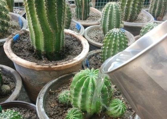 小仙人球不开花怎么办？如何促进其开花？