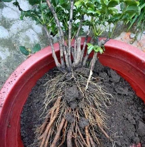 牡丹花为何不宜盆栽？盆栽牡丹花的难点在哪里？