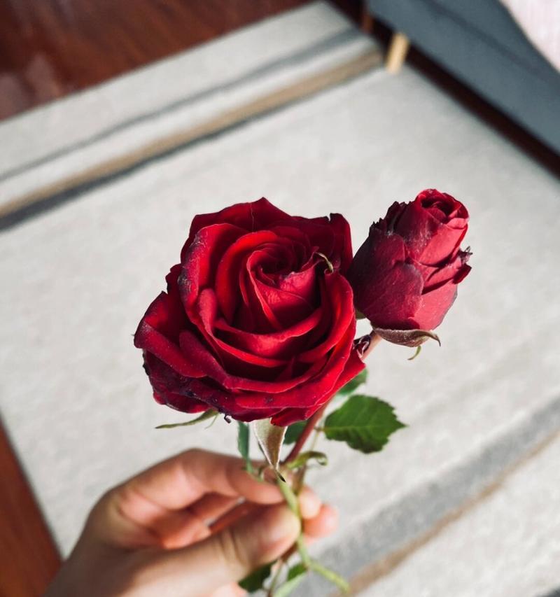 鲜花修剪后的玫瑰花如何养护？