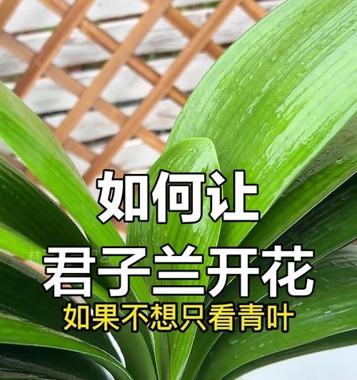 君子兰不开花的原因是什么？