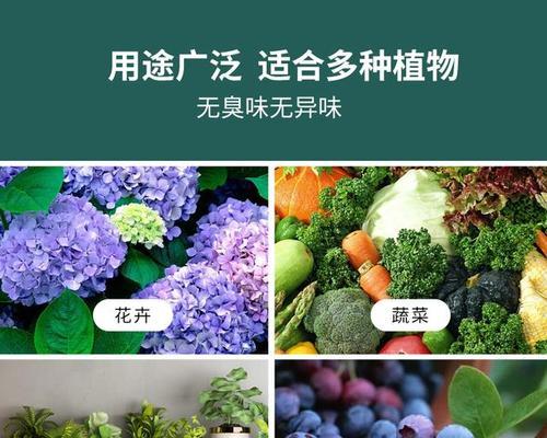 君子兰不开花的原因是什么？