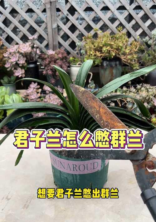 兰花与君子兰的养殖技巧有哪些？