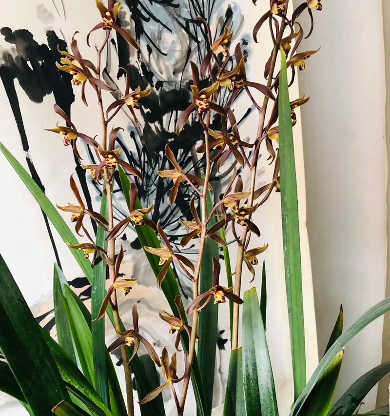 兰花与君子兰的养殖技巧有哪些？