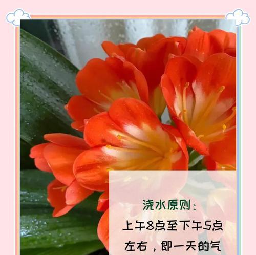 绿色花园中君子兰的养护要点有哪些？