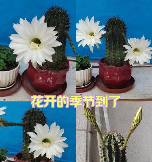 盛开的花朵仙人球如何进行扦插繁殖？