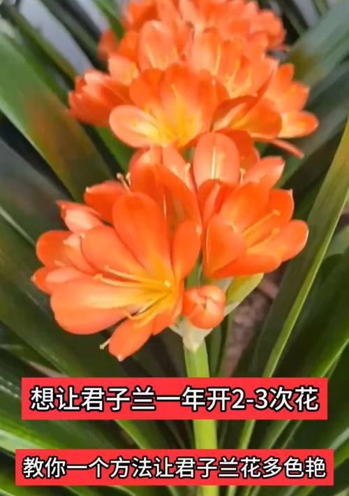 君子兰为什么养了十几年不开花？