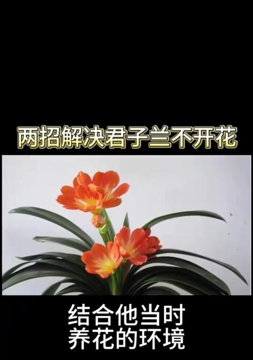 君子兰为什么养了十几年不开花？