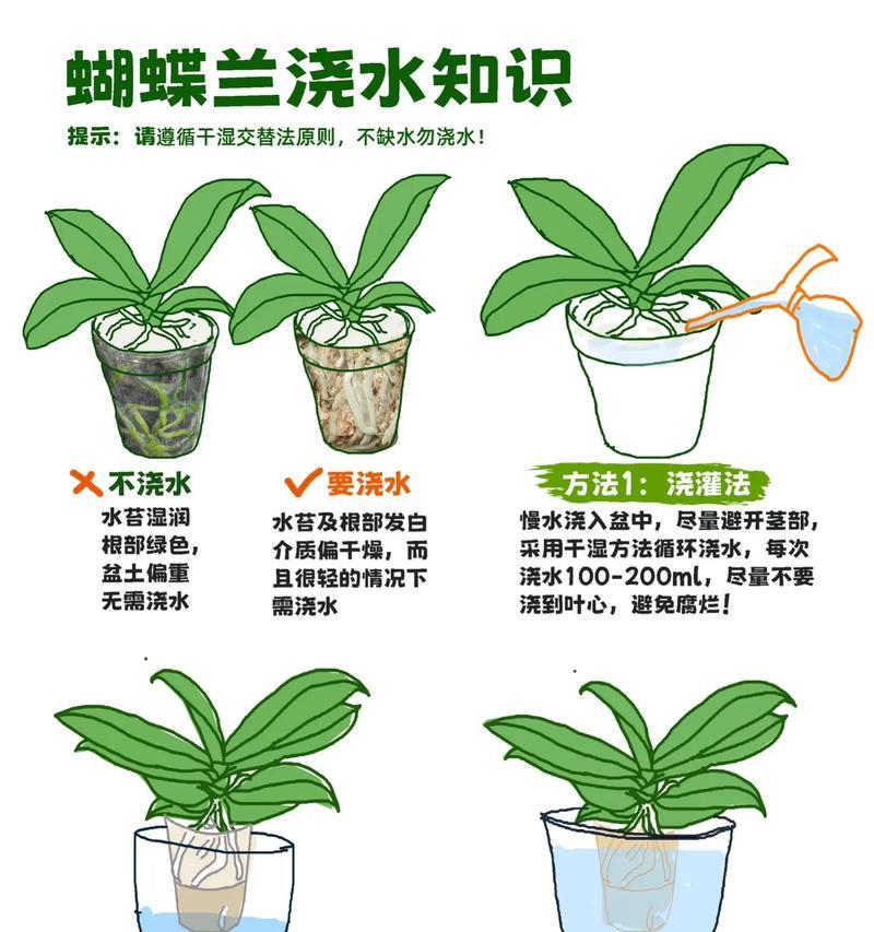 细君子兰盆栽最佳浇水方法是什么？如何判断浇水时机？