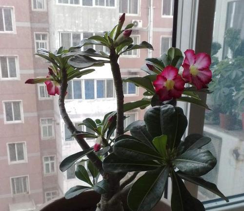自己浇灌玫瑰花需要注意什么？