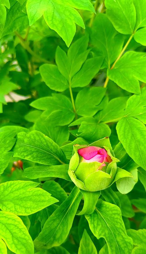 秋季牡丹花的管理要点有哪些？