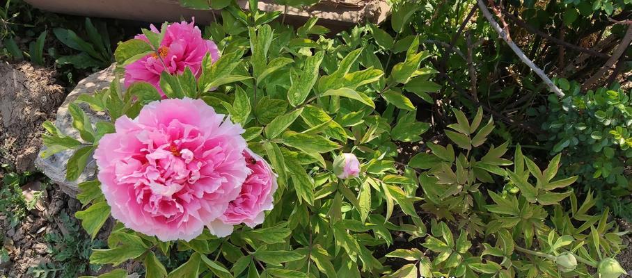 秋季种植牡丹花的最佳方法是什么？
