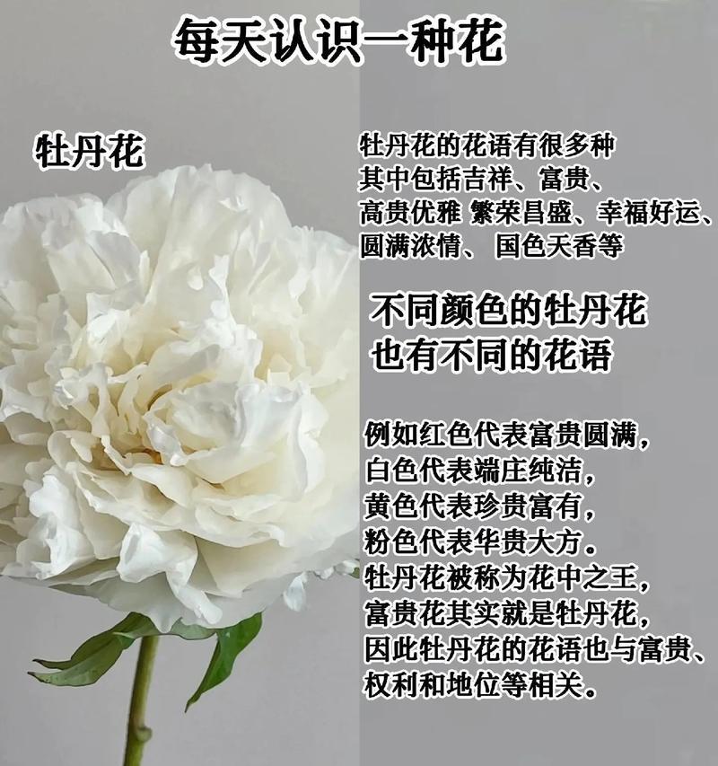 秋季种植牡丹花的最佳方法是什么？