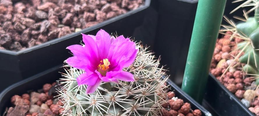 如何让仙人球同时开花？
