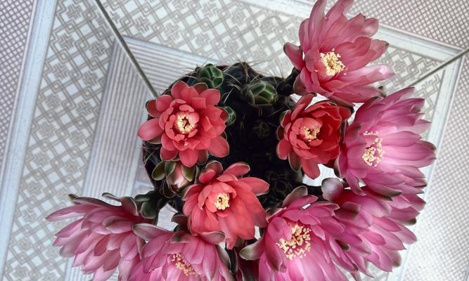如何让仙人球同时开花？
