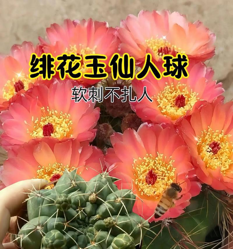 如何让仙人球同时开花？