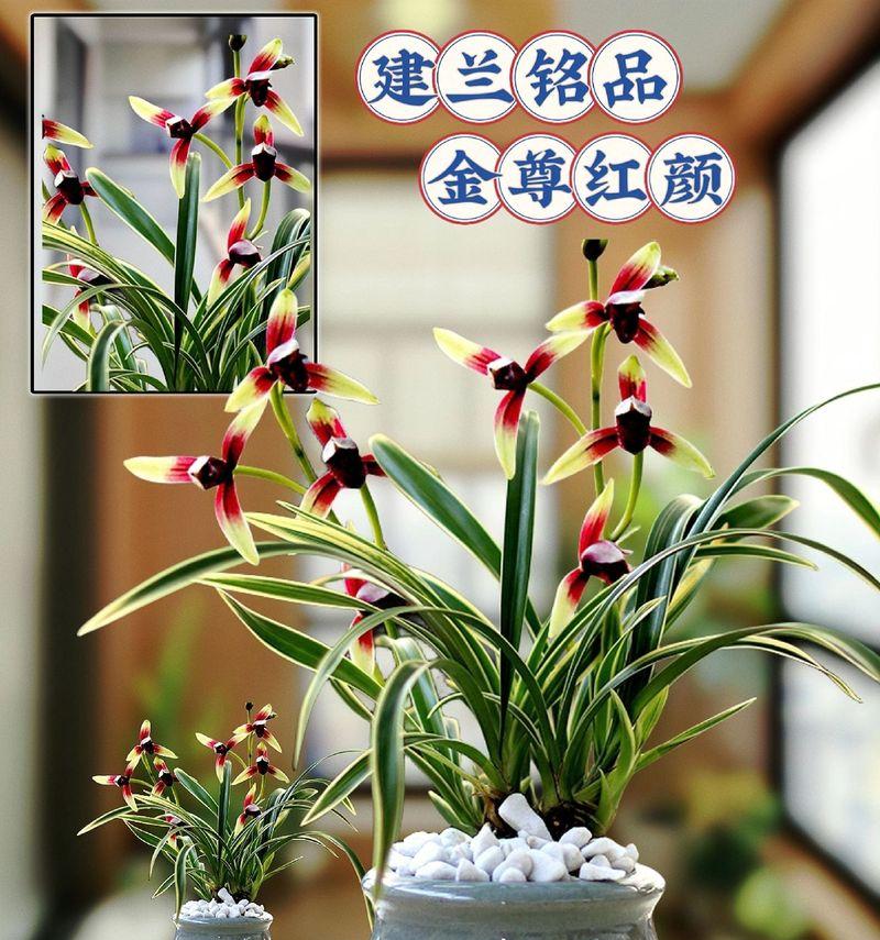哪种兰花品种会开出金黄色的花？