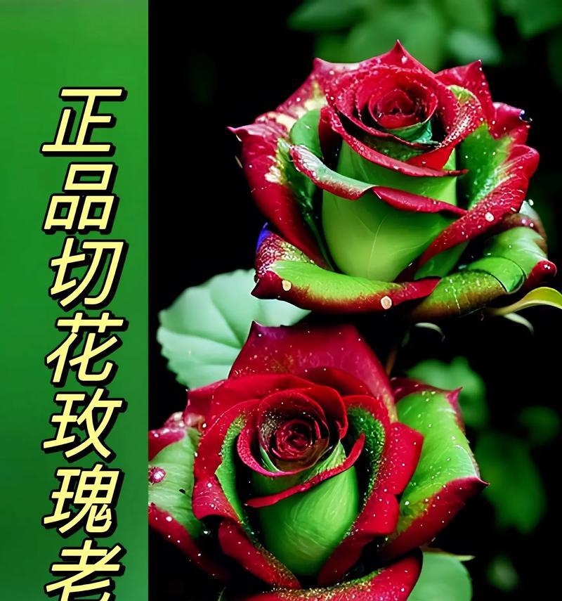 玫瑰花栽种后的日常管理有哪些？