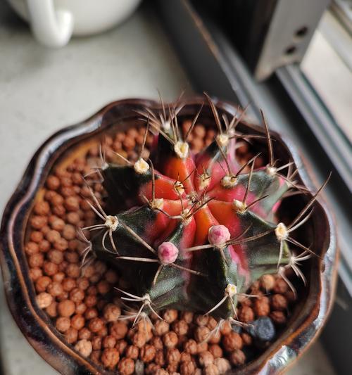 仙人球花盆如何DIY？造型设计有哪些技巧？