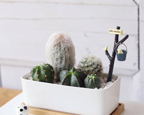 仙人球花盆如何DIY？造型设计有哪些技巧？