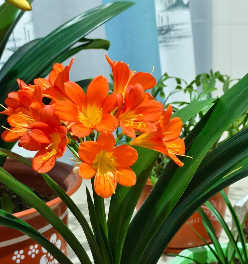 君子兰孕花剑养护技巧有哪些？如何处理长芽和叶？