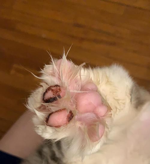 猫爪子扎仙人球后如何正确养护？