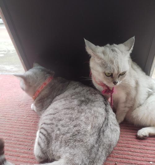 猫爪子扎仙人球后如何正确养护？
