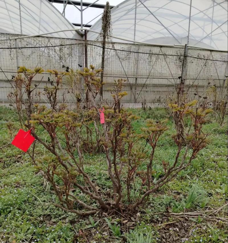 名贵牡丹花老桩怎么养护和管理？老桩牡丹花的特殊养护技巧是什么？