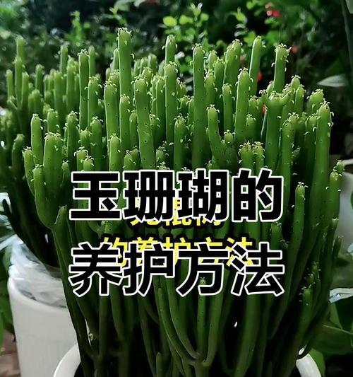 仙人球珊瑚的养殖方法是什么？