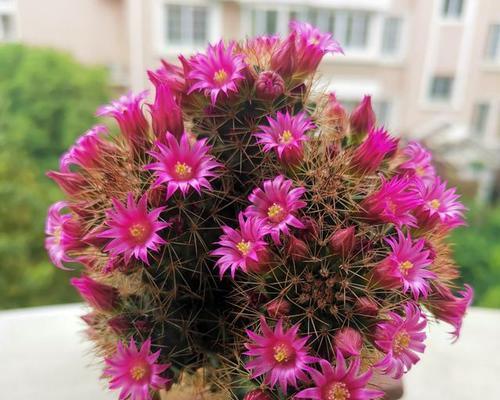 仙人球侧芽盆栽养护技巧？如何促进其生长？