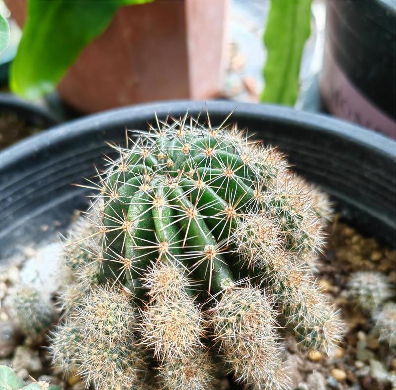 仙人球侧芽盆栽养护技巧？如何促进其生长？