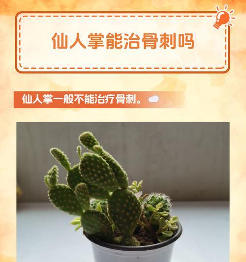 盆栽仙人掌为何会没有刺？