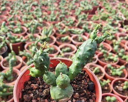 盆栽仙人掌为何会没有刺？