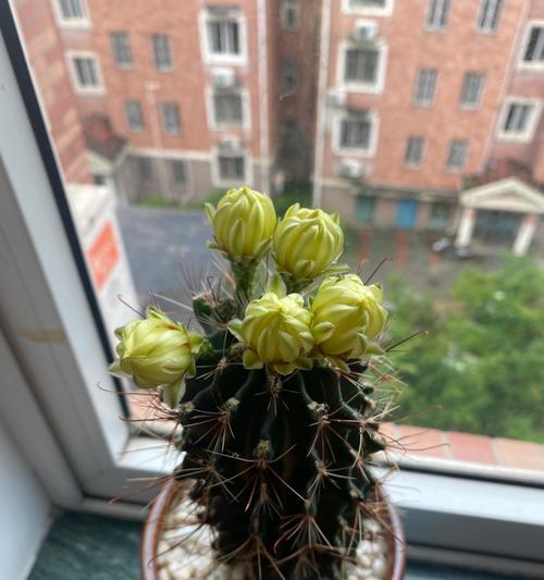 仙人球突然发黄的原因是什么？如何进行救治？