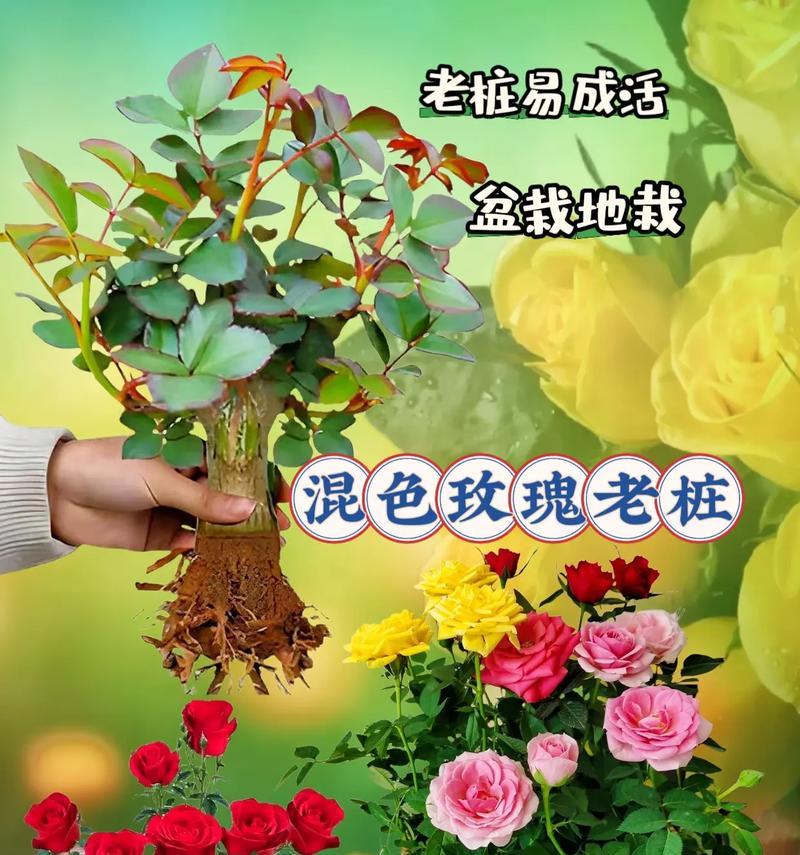 王小乐玫瑰花养护技巧有哪些？