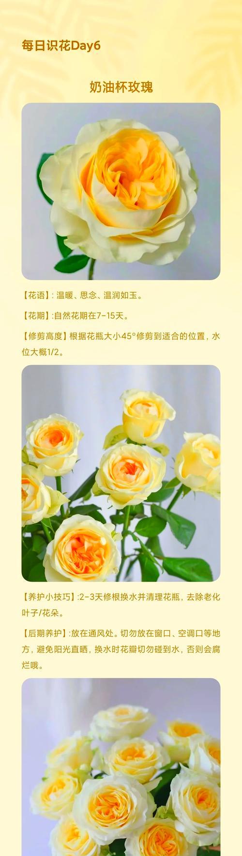 王小乐玫瑰花养护技巧有哪些？