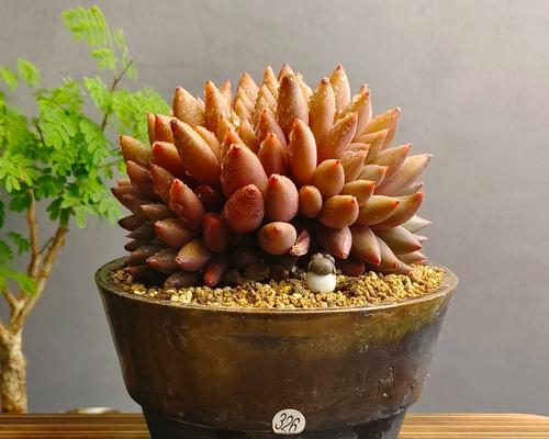 红陶土花盆仙人球怎么养？有哪些特别的养护方法？