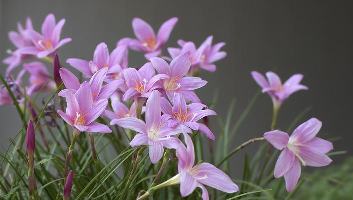 君子兰树能耐多低温度？冬季养护有哪些技巧？
