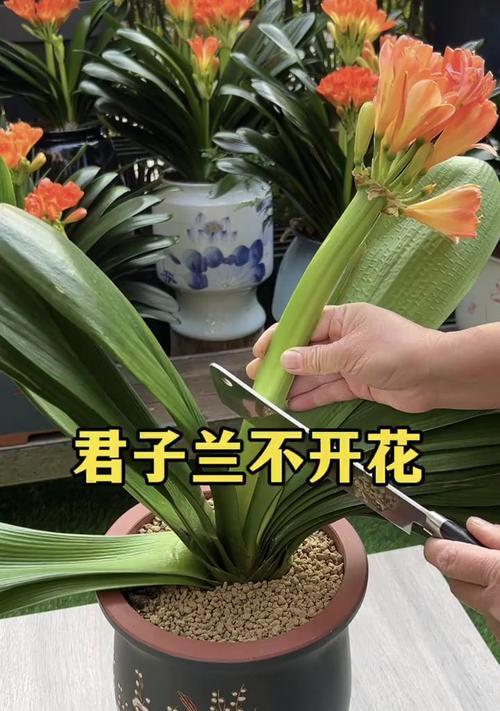 不夹箭的君子兰哪种品种好？如何选择？