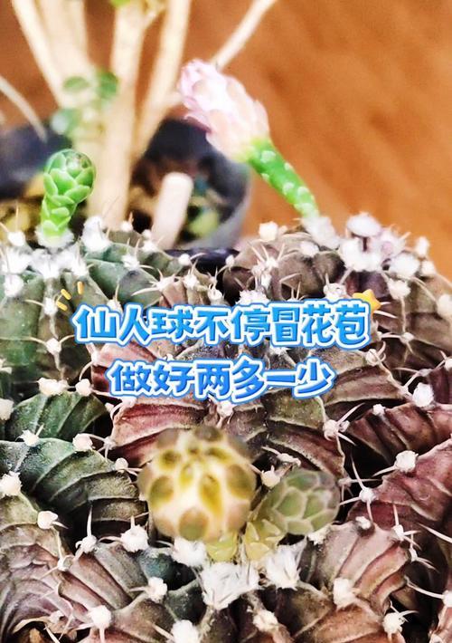 如何识别仙人球是否长出花苞？
