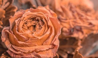 浇水后能开玫瑰花的木头是什么？
