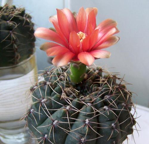 彩色水培仙人球的正确种植步骤？
