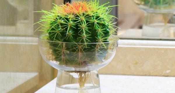 彩色水培仙人球的正确种植步骤？