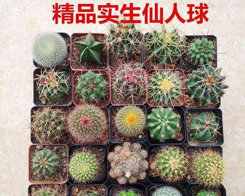 彩色水培仙人球的正确种植步骤？