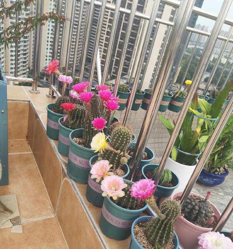 仙人球彩草花苞快速生长的处理方法是什么？