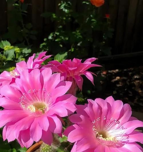仙人球彩草花苞快速生长的处理方法是什么？
