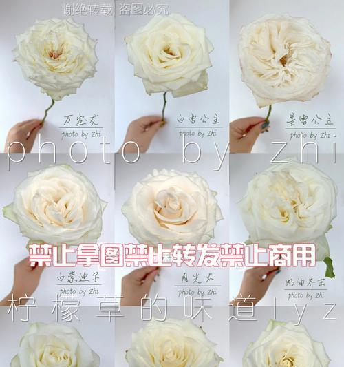 水土培玫瑰花的种植步骤是什么？